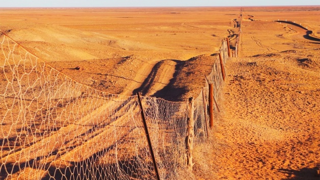 Dog Fence